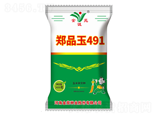 鄭品玉491-玉米雜交種-金苑種業(yè)