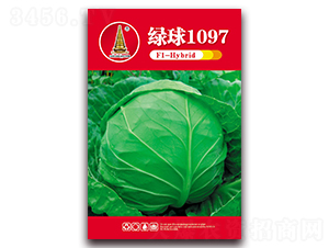 綠球1097-甘藍種子-中江農(nóng)業(yè)