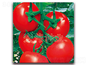 凱撒2008-紅果西紅柿種子-宏偉種業(yè)