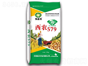 西農(nóng)579（14kg）-小麥種子-豫鑫博