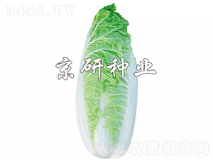 冬冠-白菜種子-京研種業(yè)