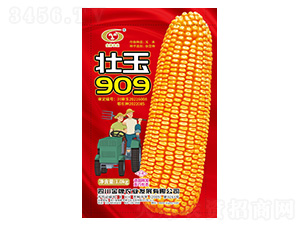 玉米種子-壯玉909-金牌農(nóng)業(yè)